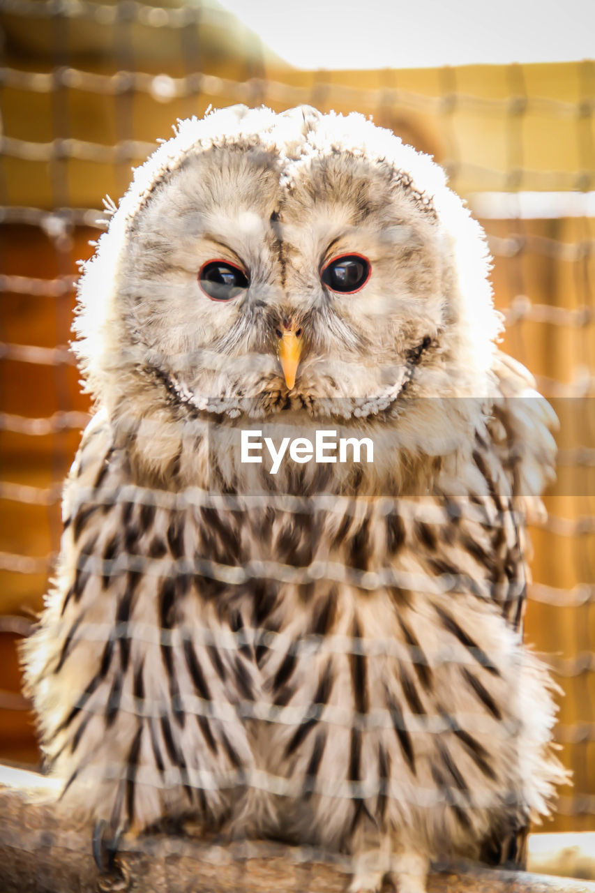 CLOSE-UP PORTRAIT OF OWL AGAINST GRAY BACKGROUND