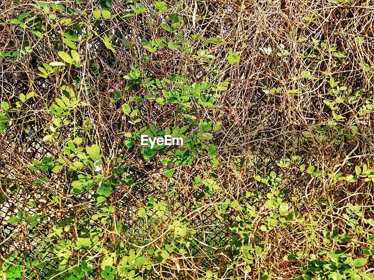 CLOSE-UP OF GRASS GROWING IN FOREST