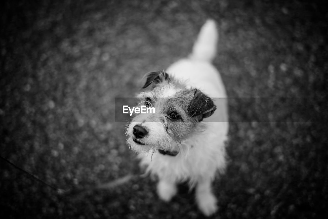 High angle view of jack russell terrier