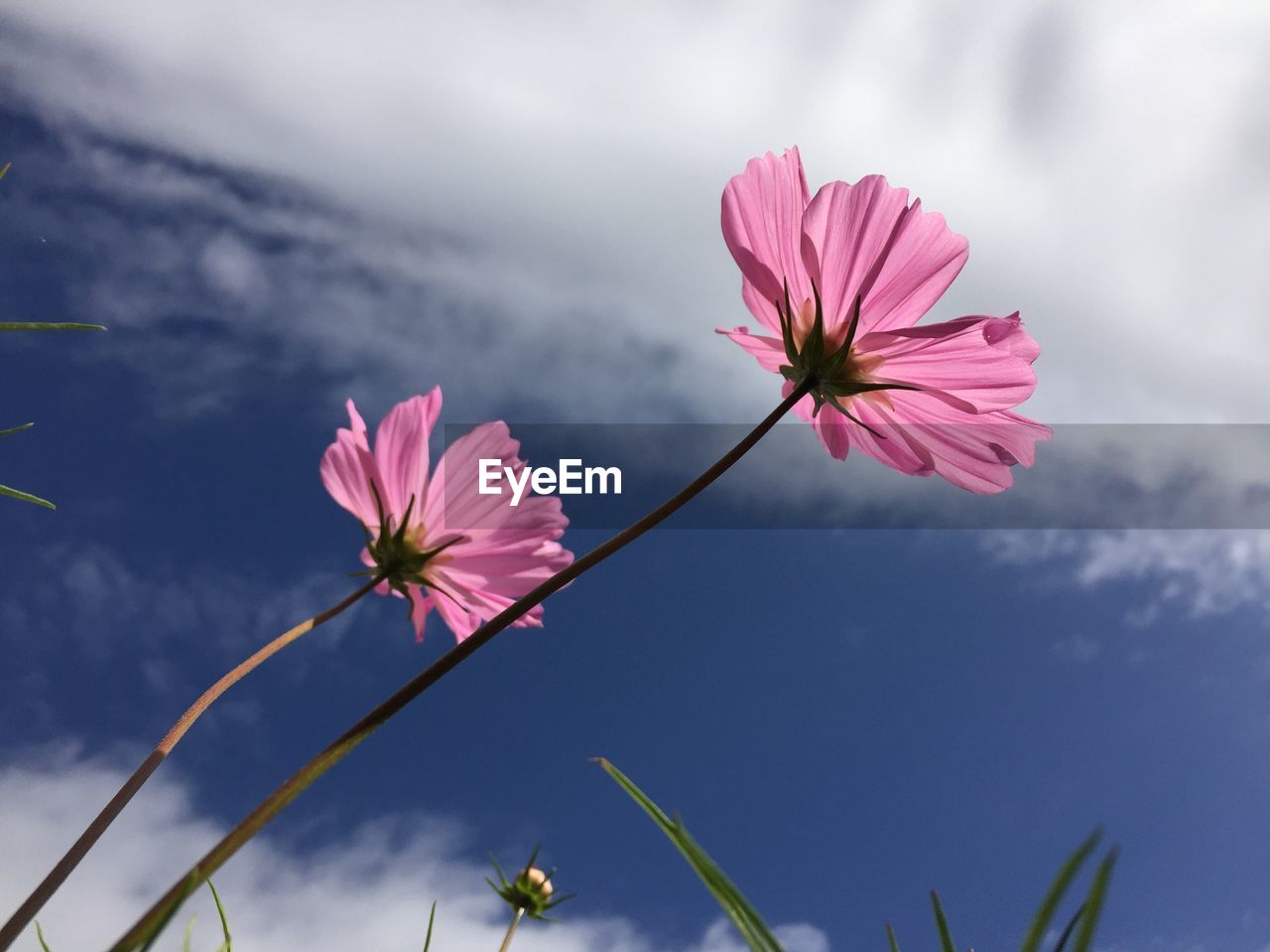 Close-up of pink cosmos flower against sky