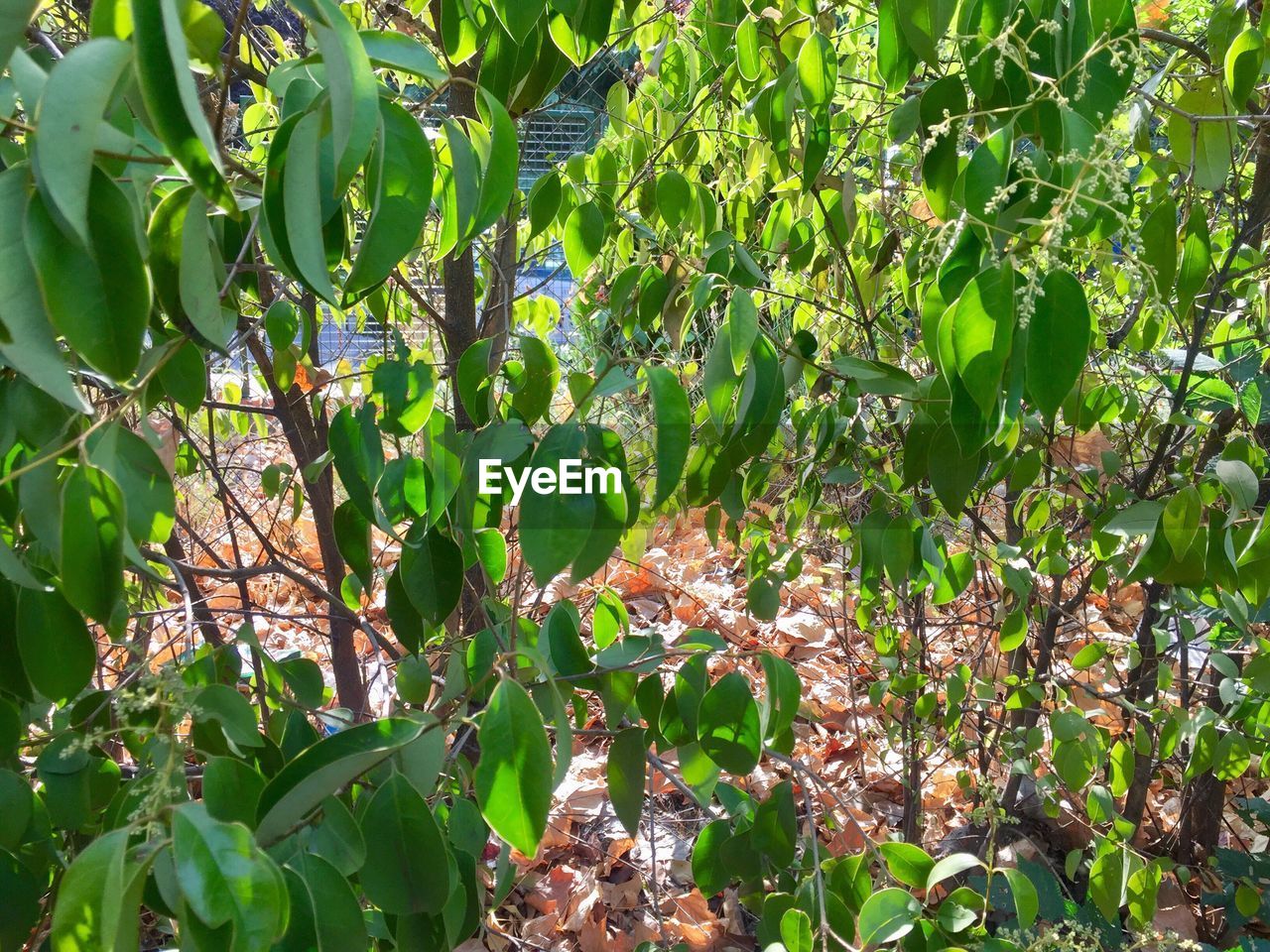 LOW ANGLE VIEW OF FLOWERING PLANTS ON LAND