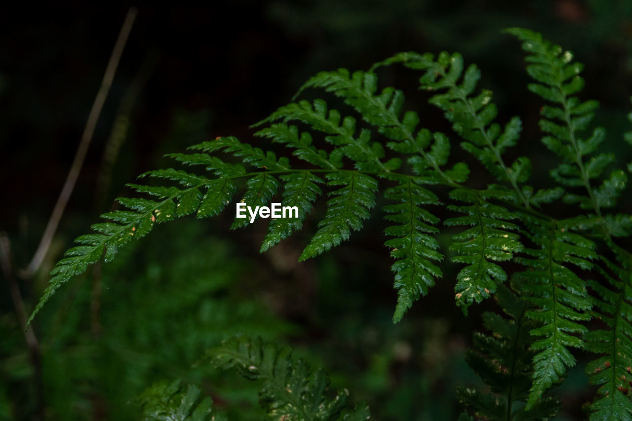 CLOSE-UP OF GREEN LEAVES ON BRANCH