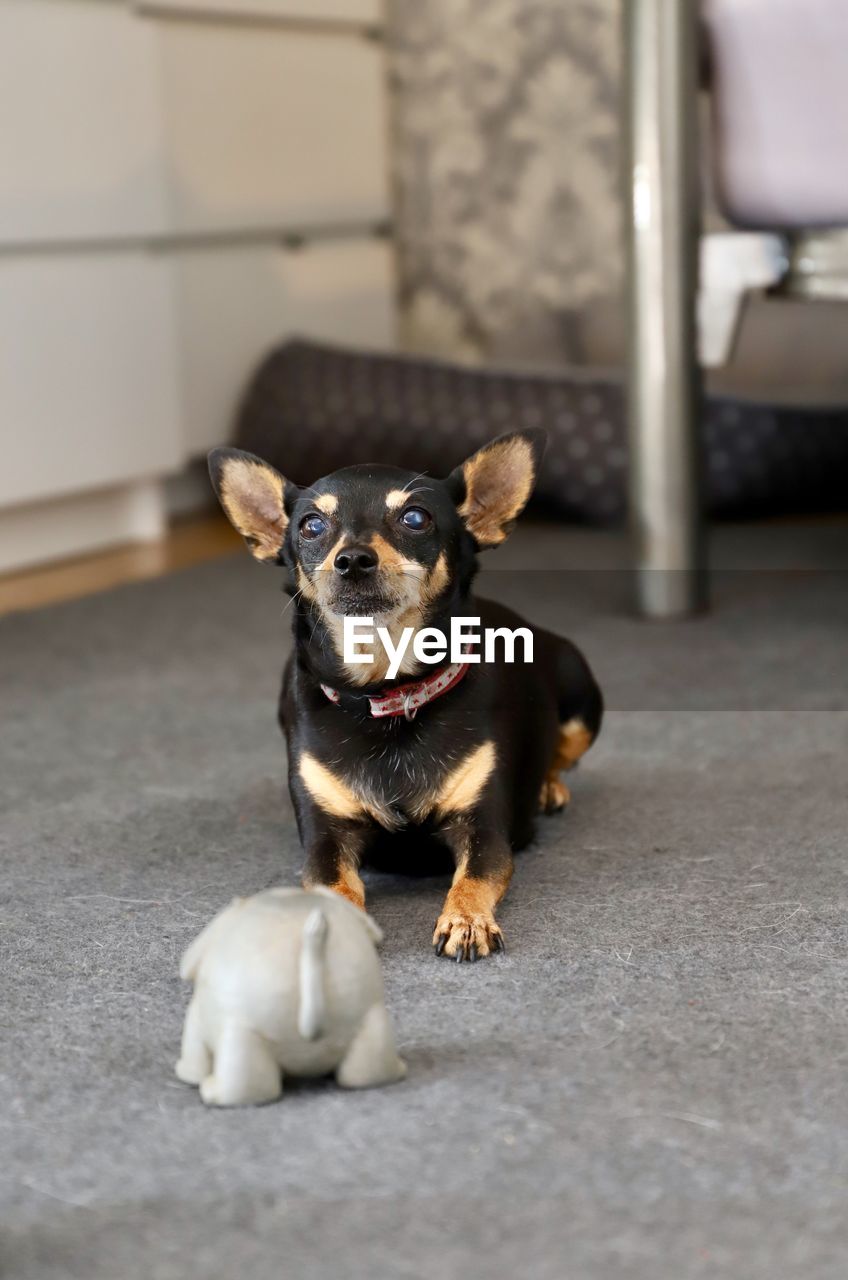 Portrait of dog sitting on floor with a toy at home