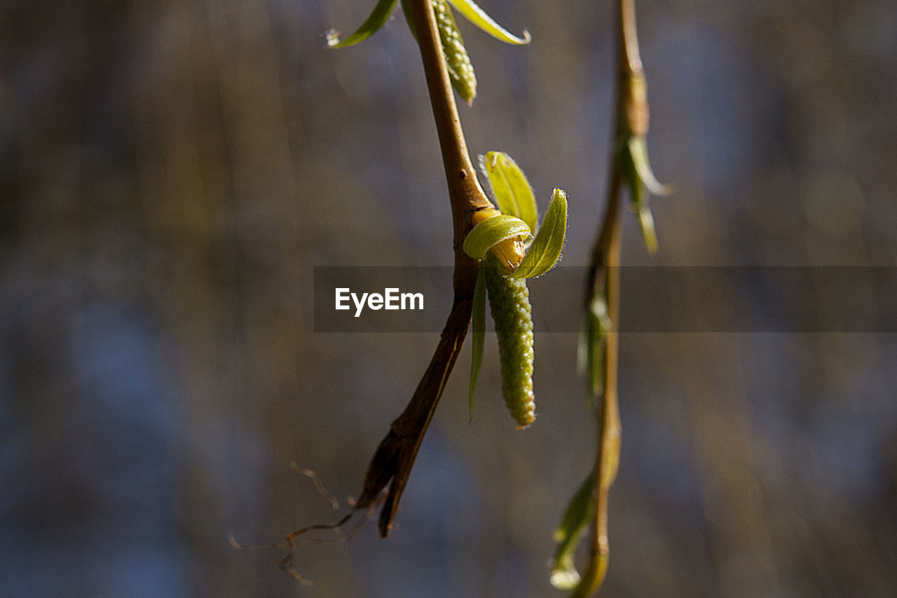 Close-up of flower bud growing outdoors