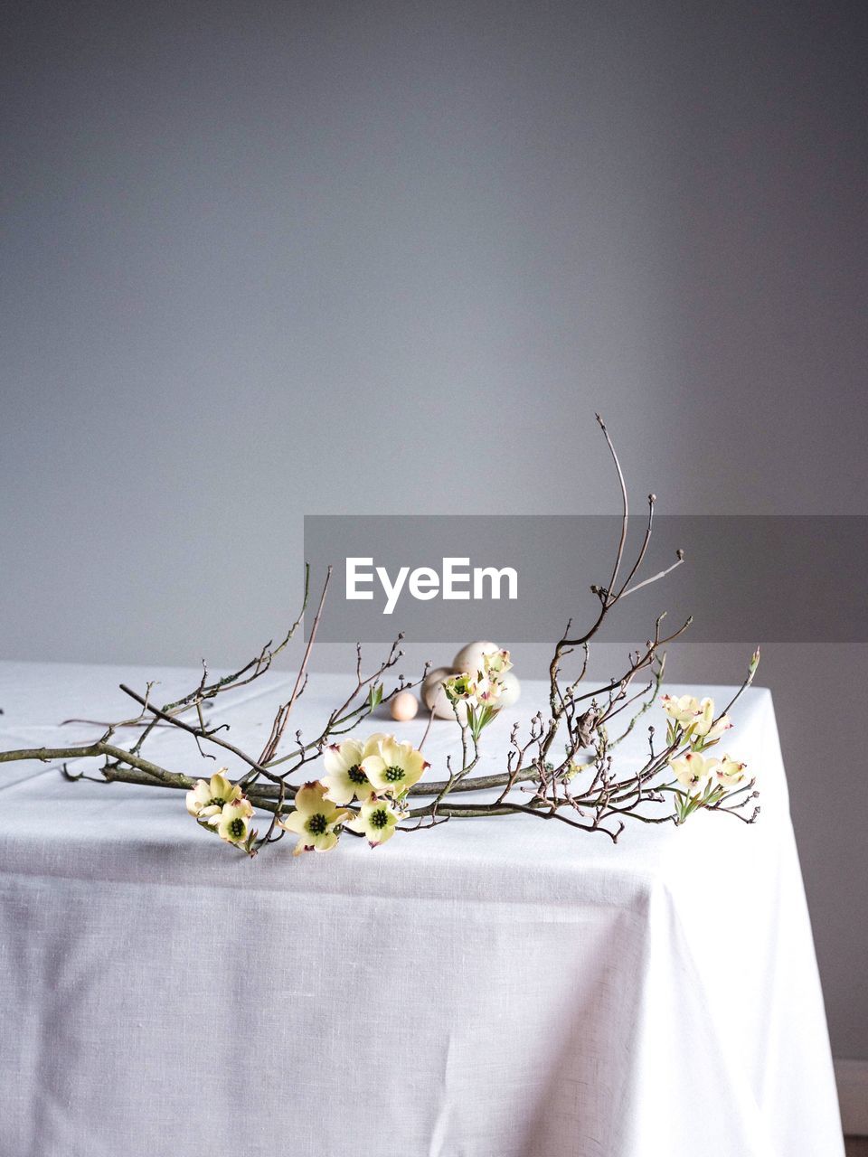 Close-up of white flowers on table against wall