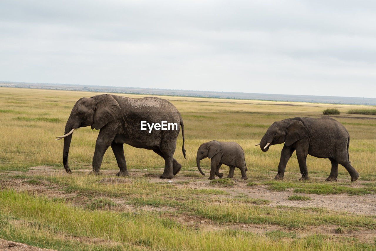 elephants on field