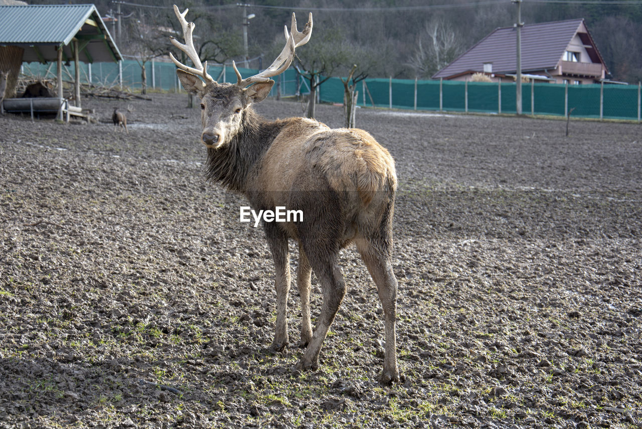 Red deer management. deer breeding in captivity. keeping wild animals.