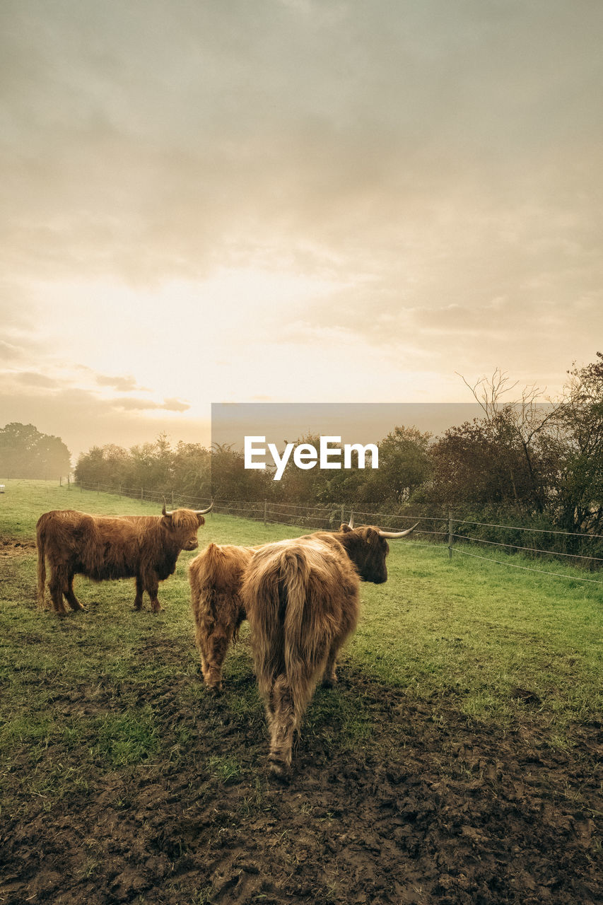 Highland cattles at sunrise in upper bavaria