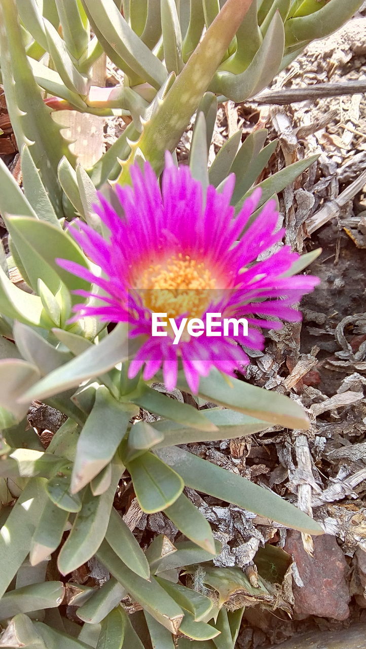 CLOSE-UP OF FLOWER BLOOMING