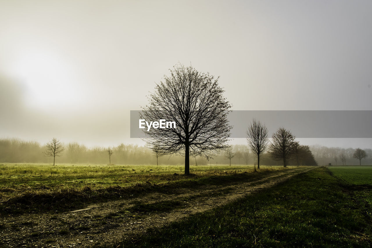 Tree on field against sky