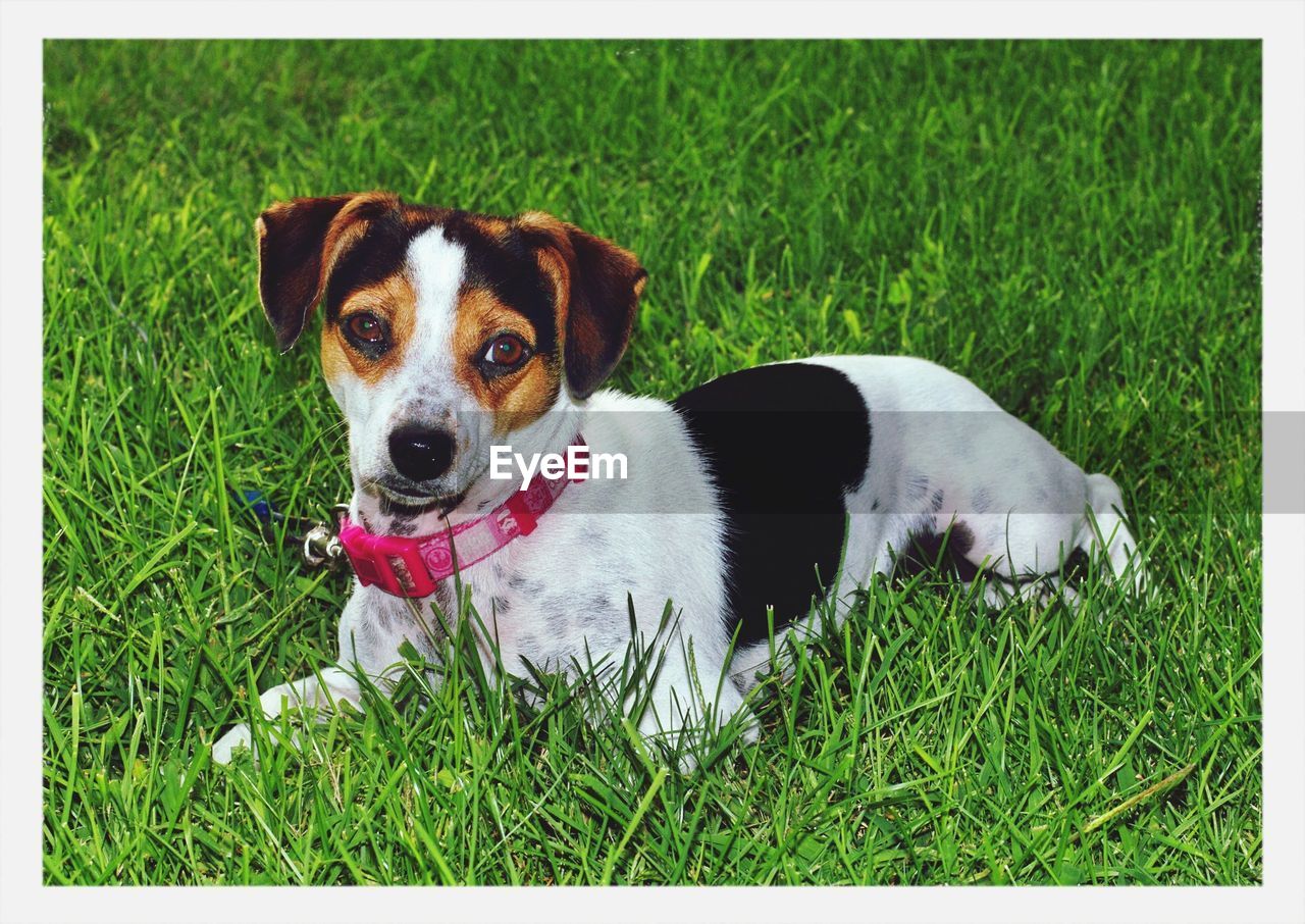 Close-up of puppy on grassy field