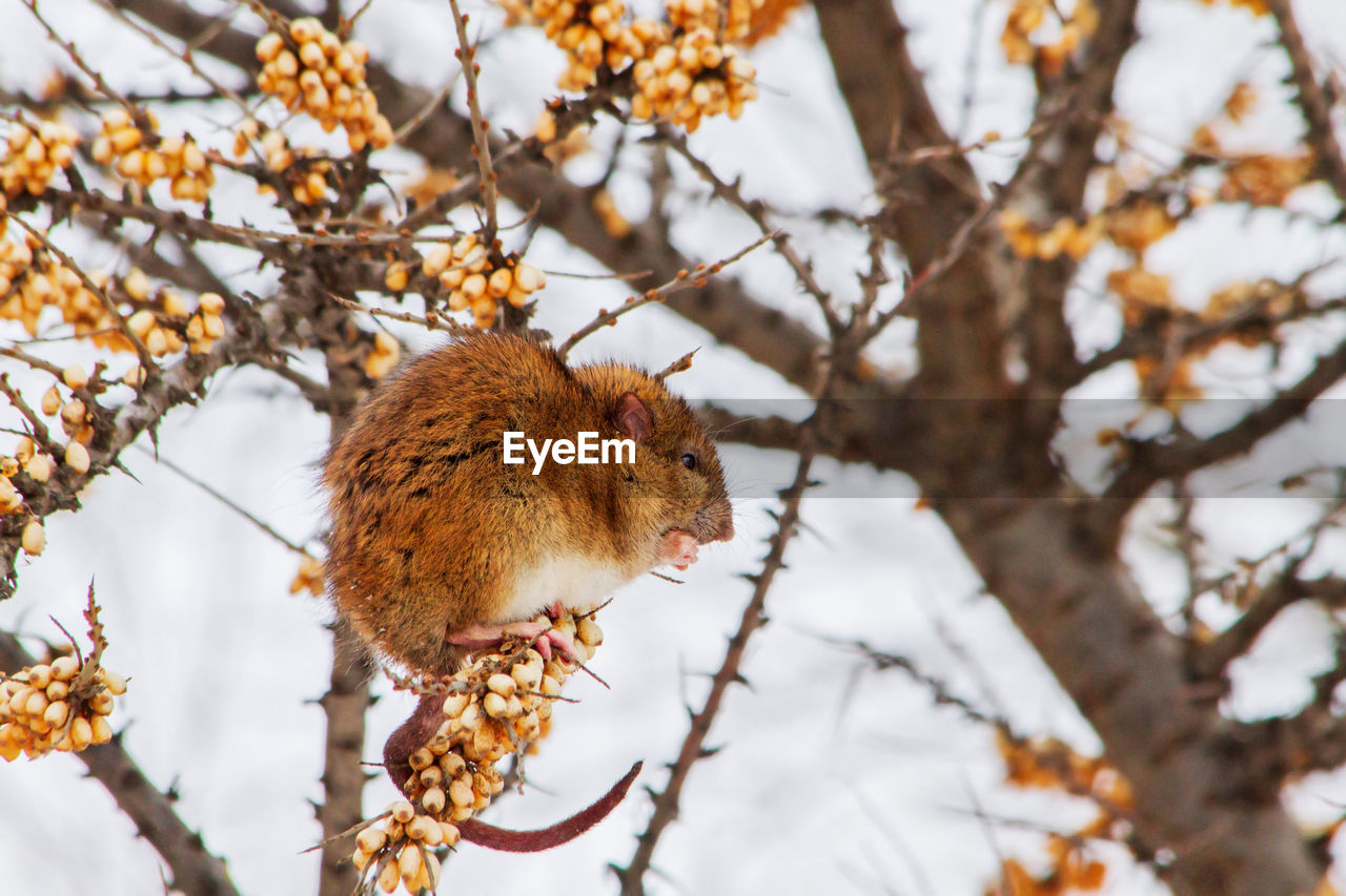 Low angle view of squirrel on tree