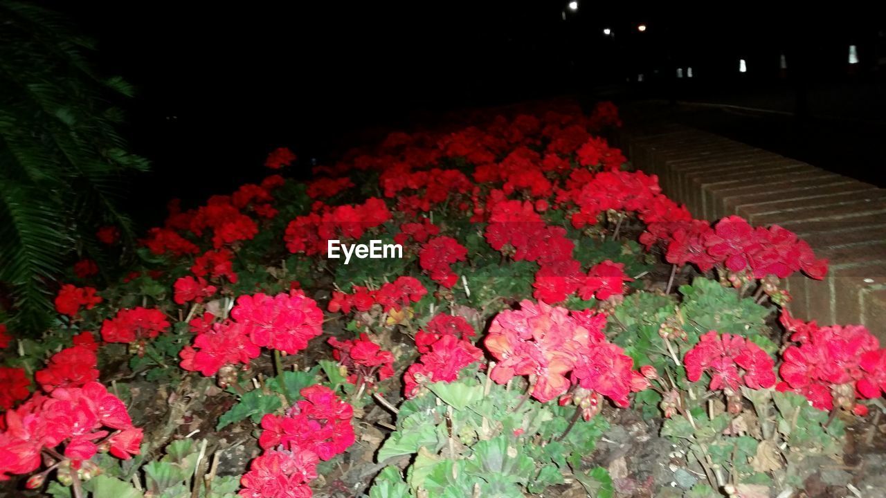 RED FLOWERS BLOOMING OUTDOORS