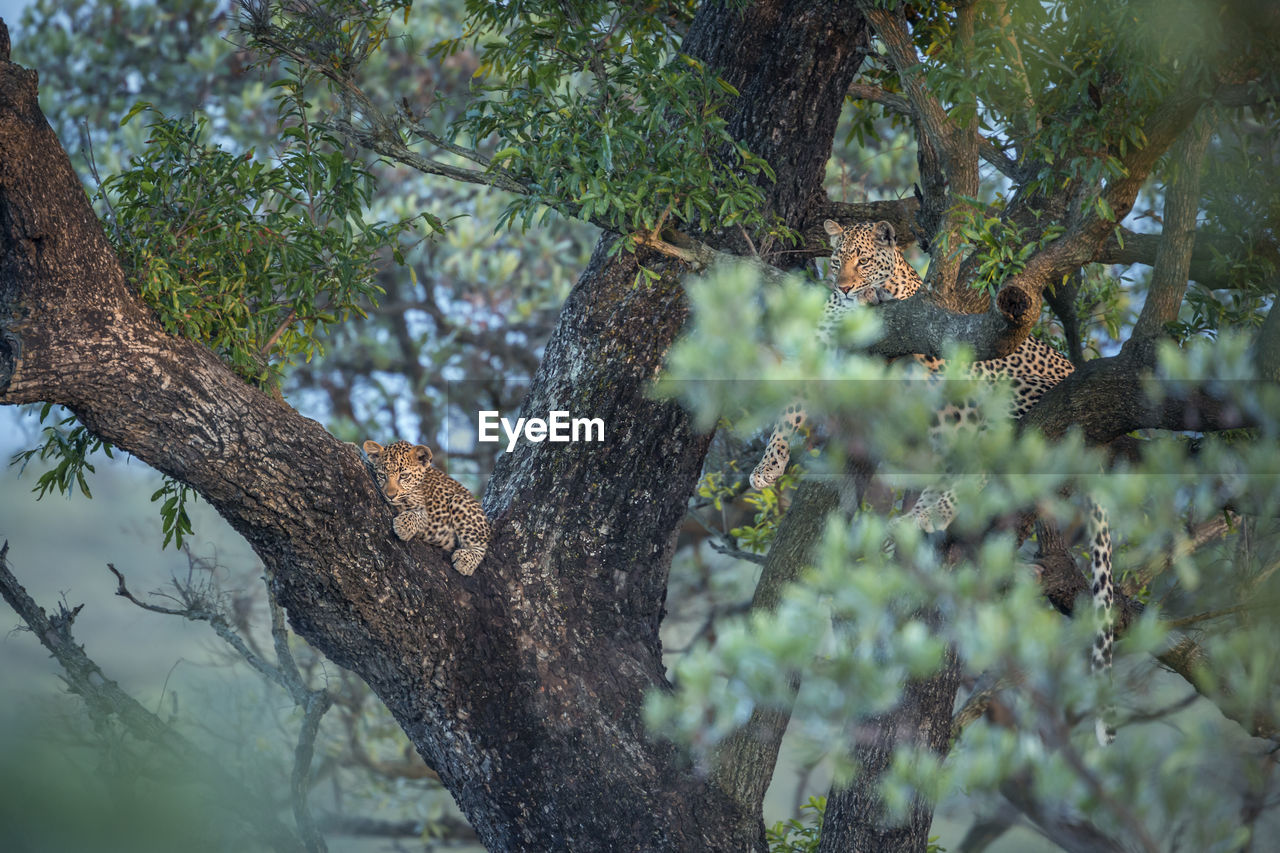 Leopard and cub sitting on tree trunk