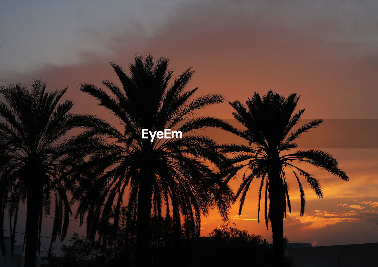 Silhouette palm trees against scenic sky