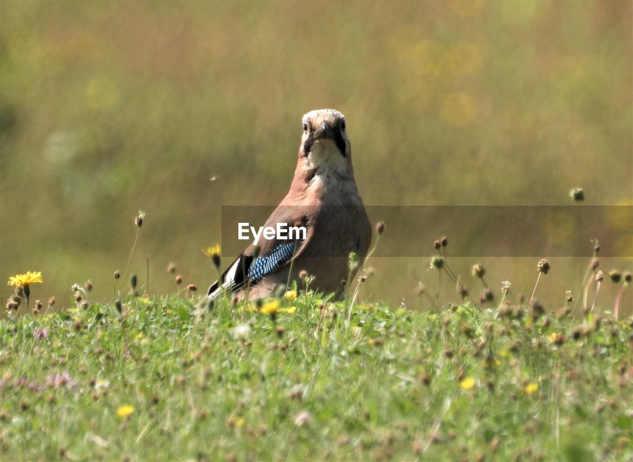 VIEW OF BIRD IN FIELD