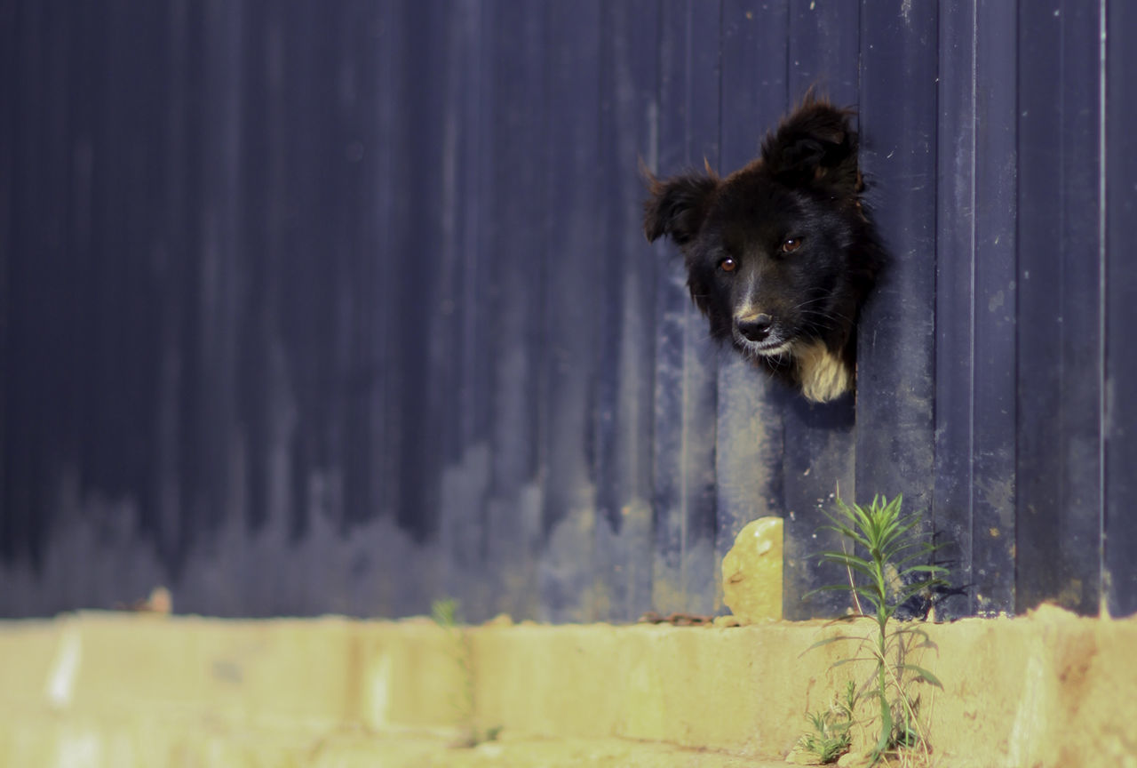 Black dog looking through hole in blue metallic wall
