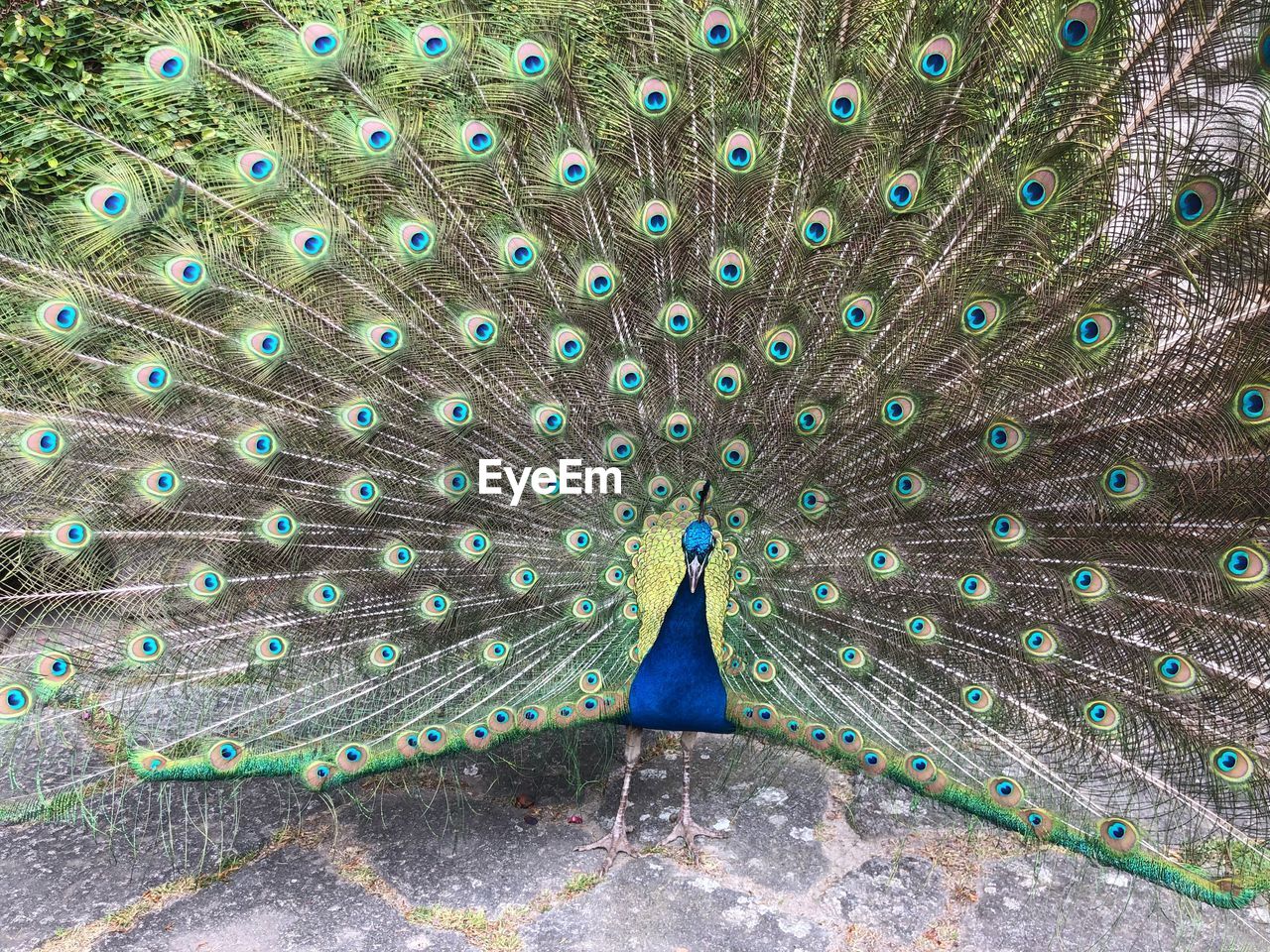 CLOSE-UP OF PEACOCK WITH FEATHERS