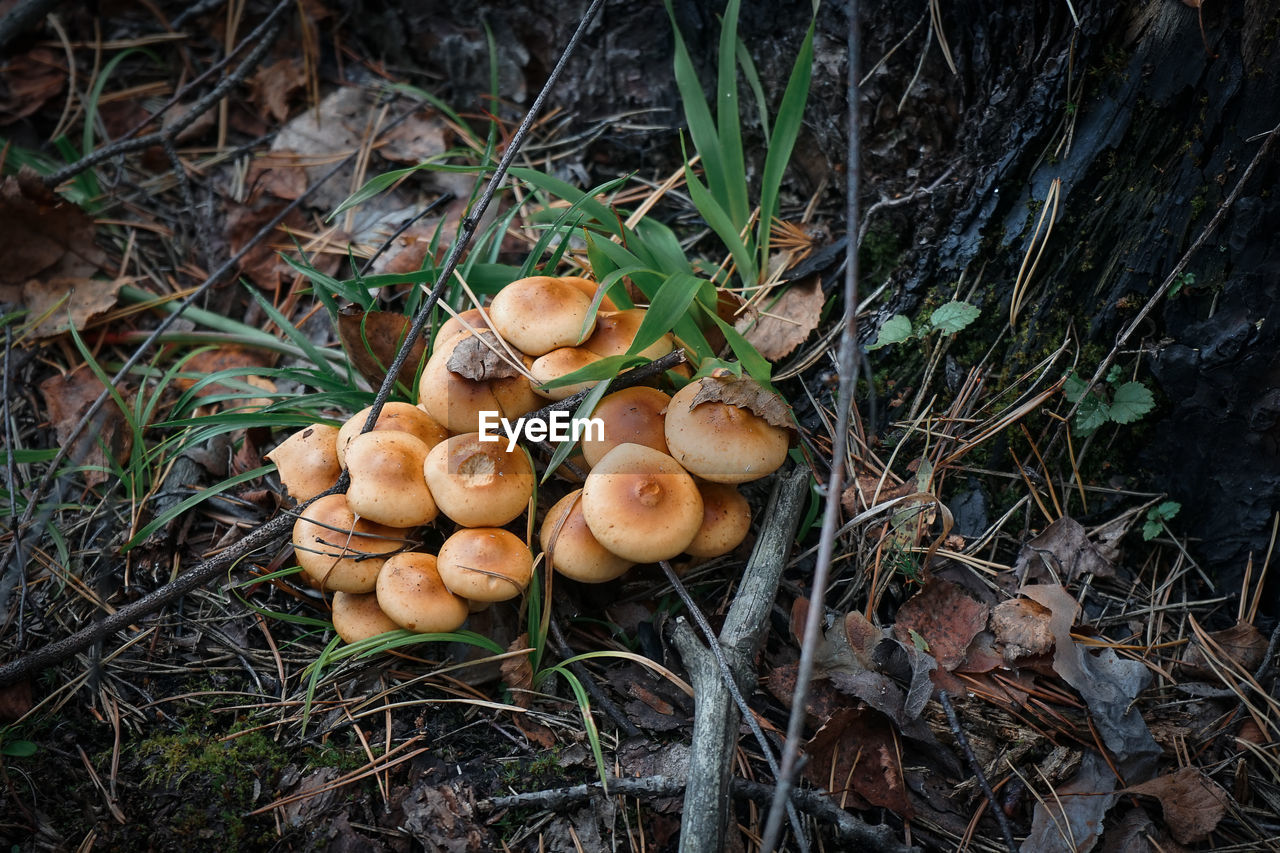 High angle view of mushrooms on field