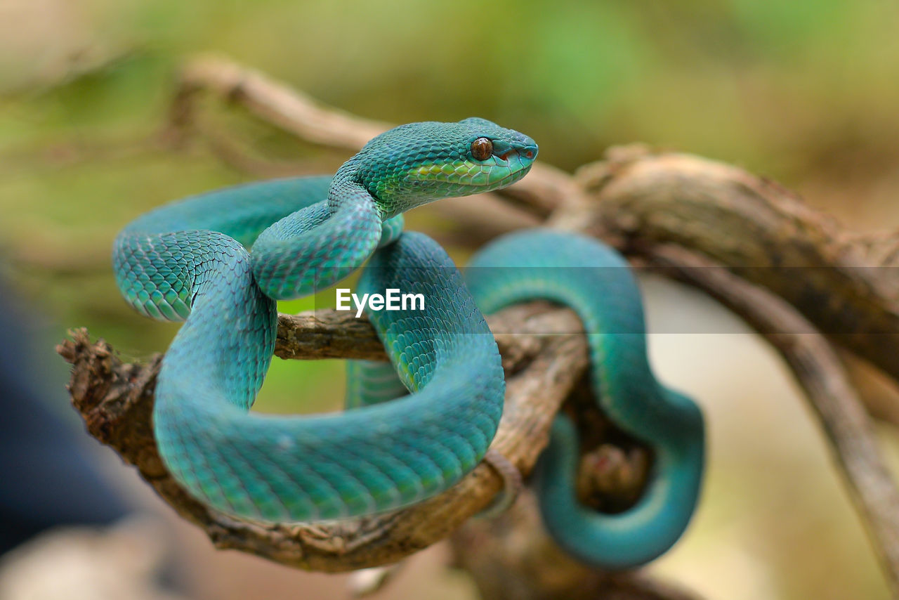 Close-up of snake on tree