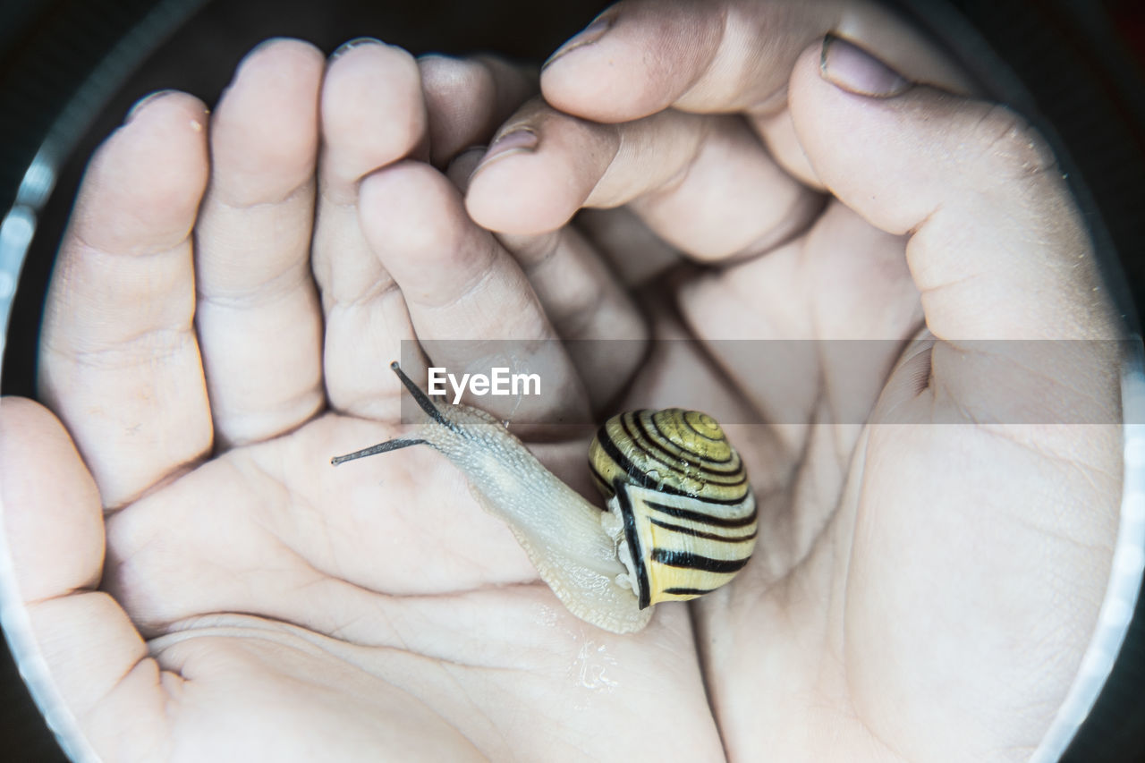 CLOSE-UP OF HAND HOLDING SMALL INSECT