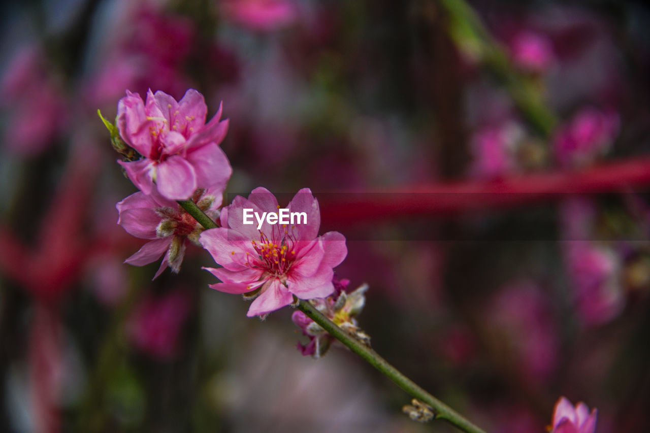 CLOSE-UP OF PINK FLOWERS