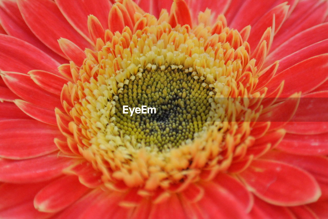 MACRO SHOT OF FLOWER HEAD