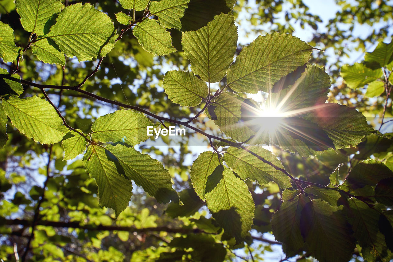 LOW ANGLE VIEW OF SUNLIGHT STREAMING THROUGH LEAVES