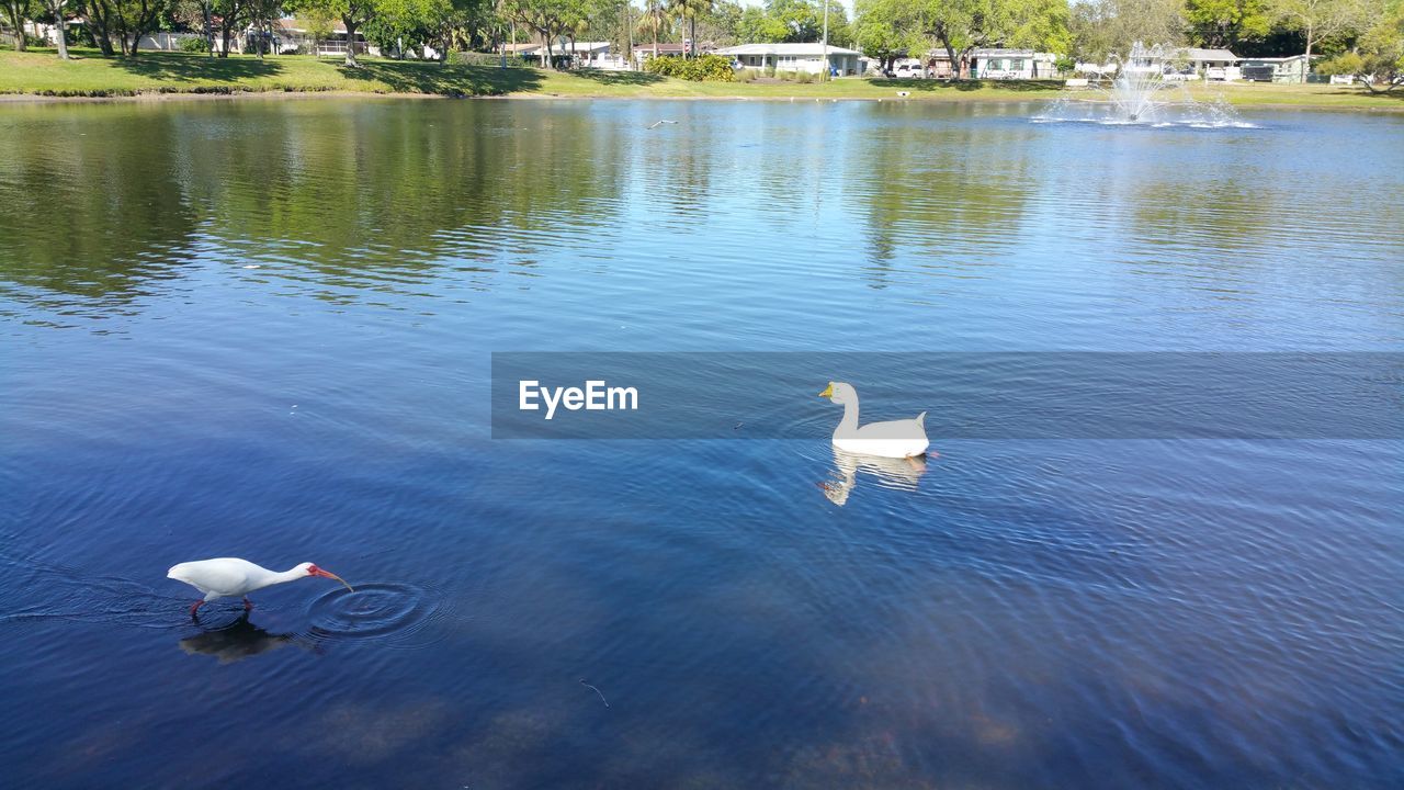 HIGH ANGLE VIEW OF SWANS FLOATING ON LAKE