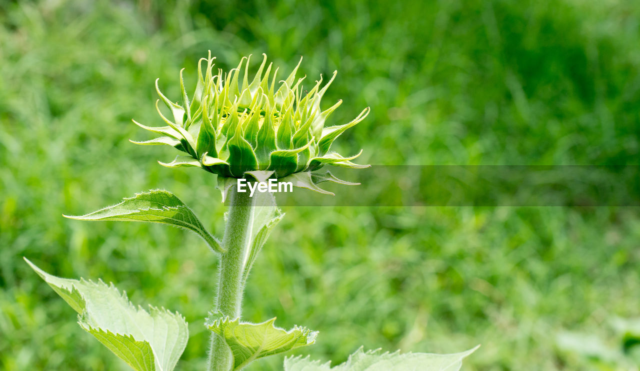 Close-up of flower blooming in field