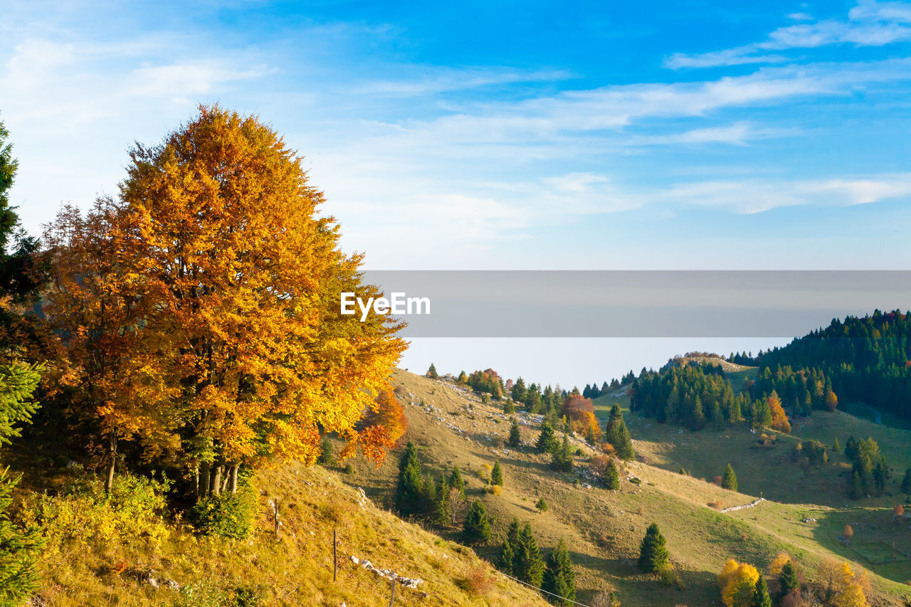 Scenic view of trees against sky during autumn