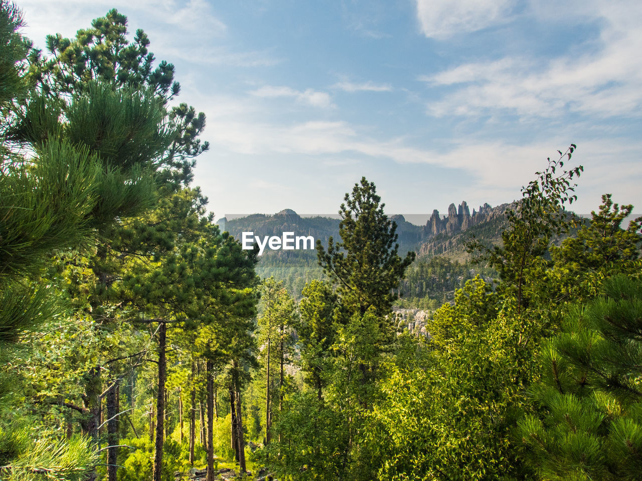 PANORAMIC SHOT OF TREES ON MOUNTAIN AGAINST SKY