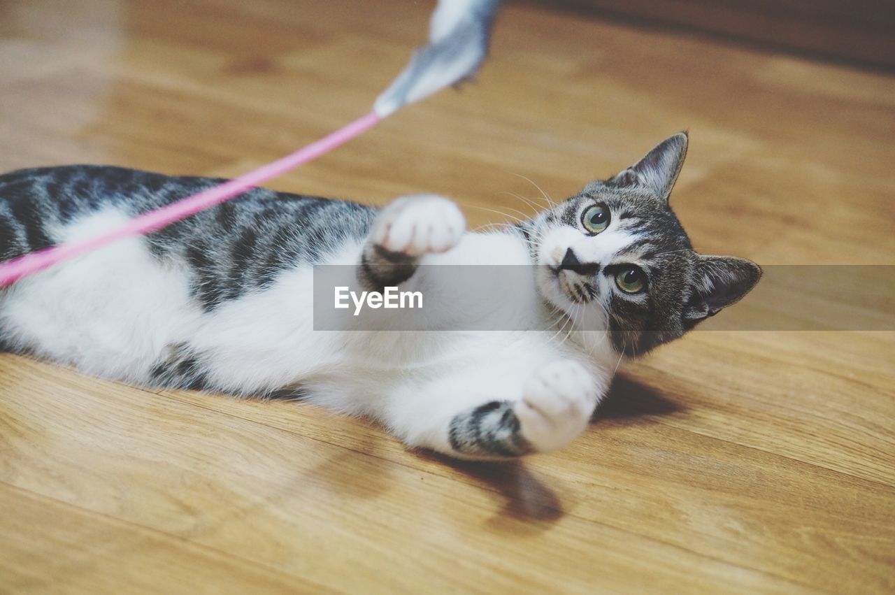 PORTRAIT OF CAT LYING ON FLOOR