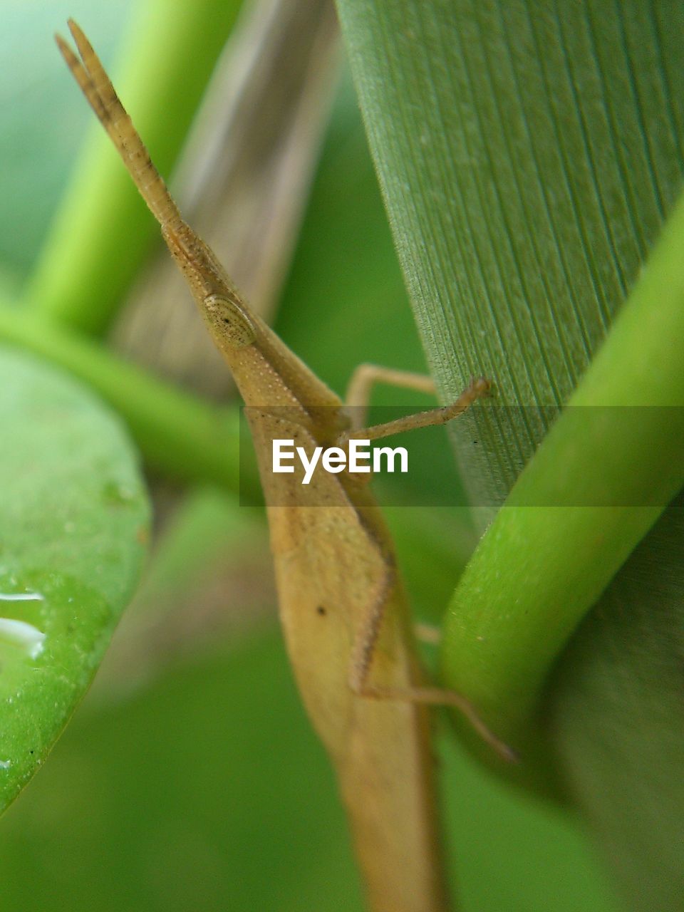 Close-up of insect on leaf