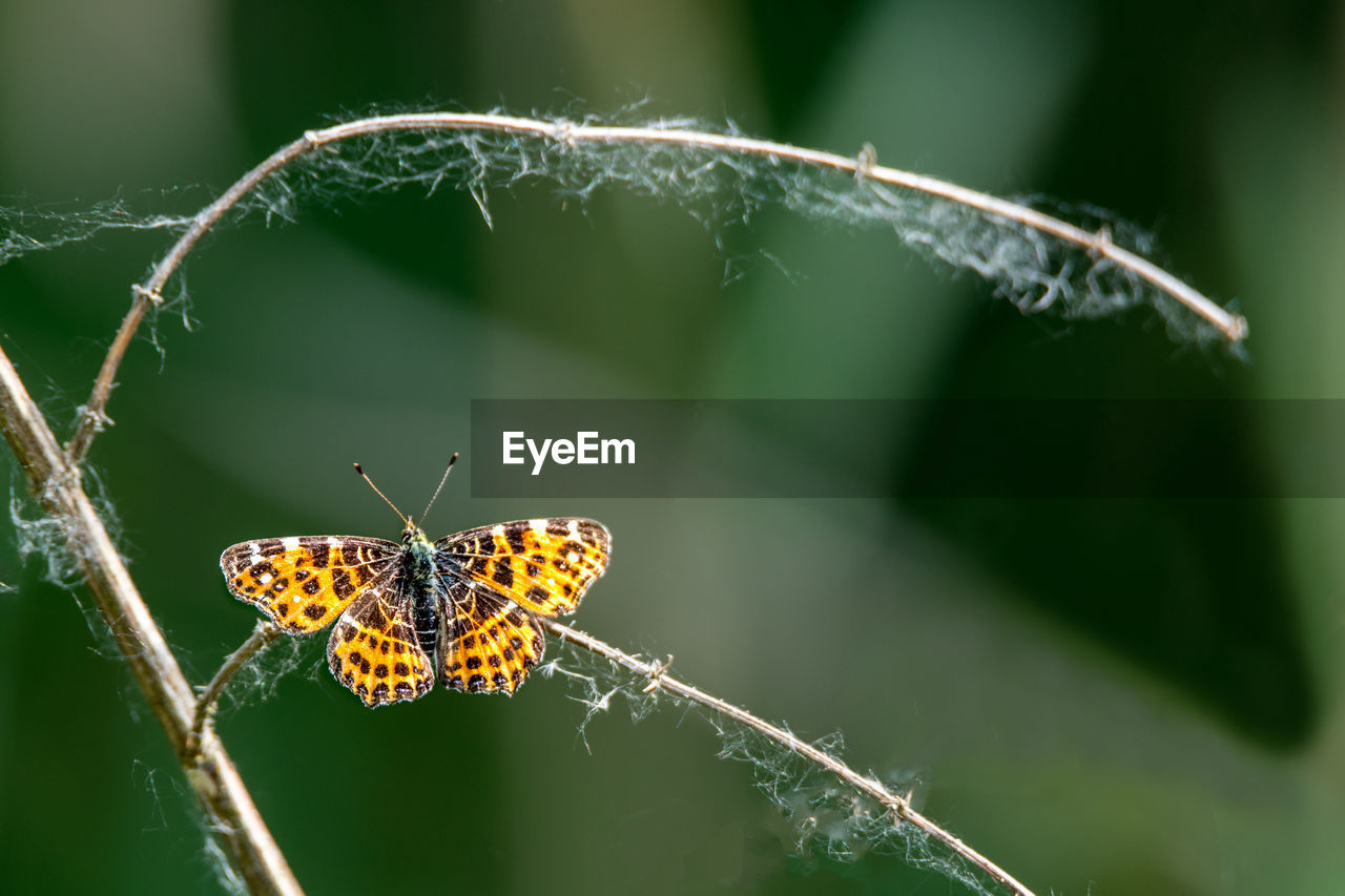 Little butterfly sits on a branch with dark blurred background with copy space