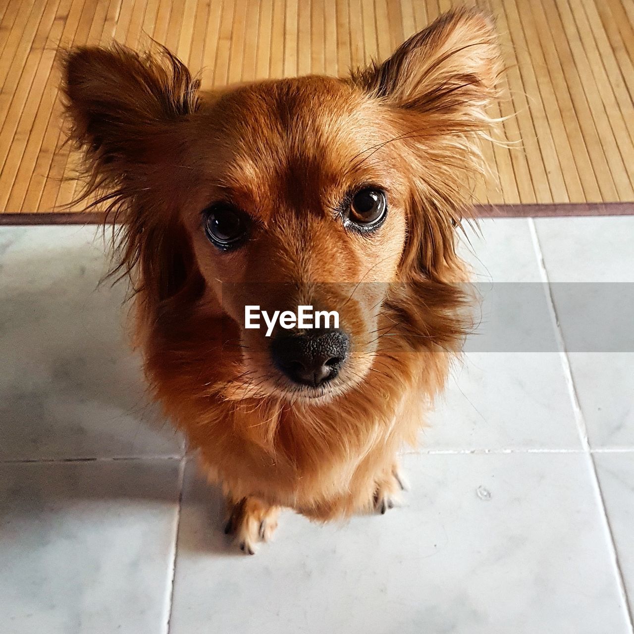 HIGH ANGLE PORTRAIT OF DOG AT HOME