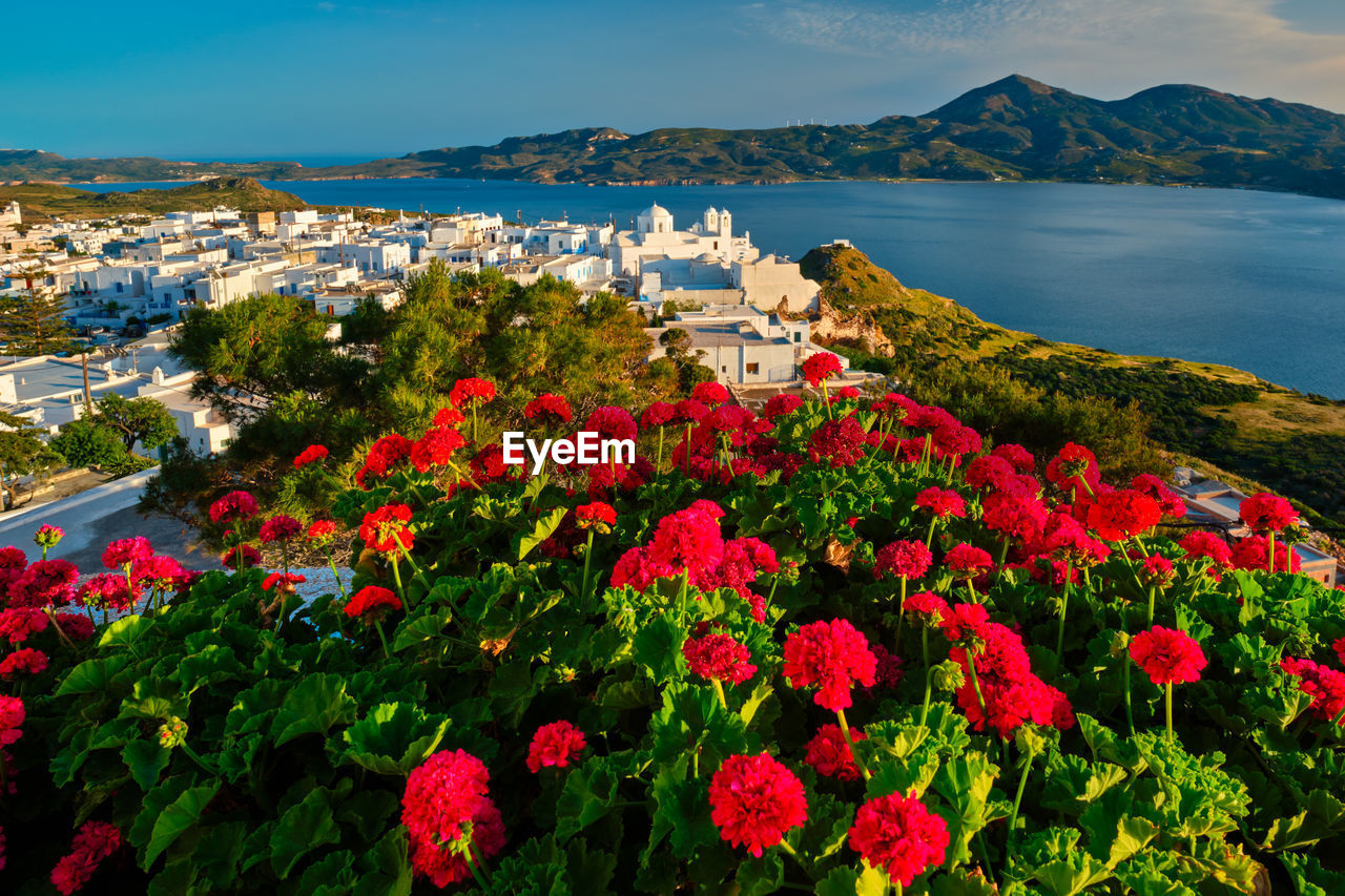 Red geranium flowers with greek village plaka on milos island in greece