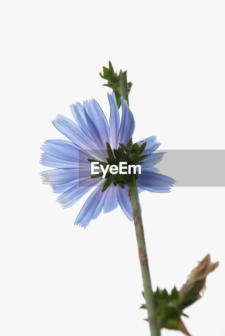 Close-up of flower against white background