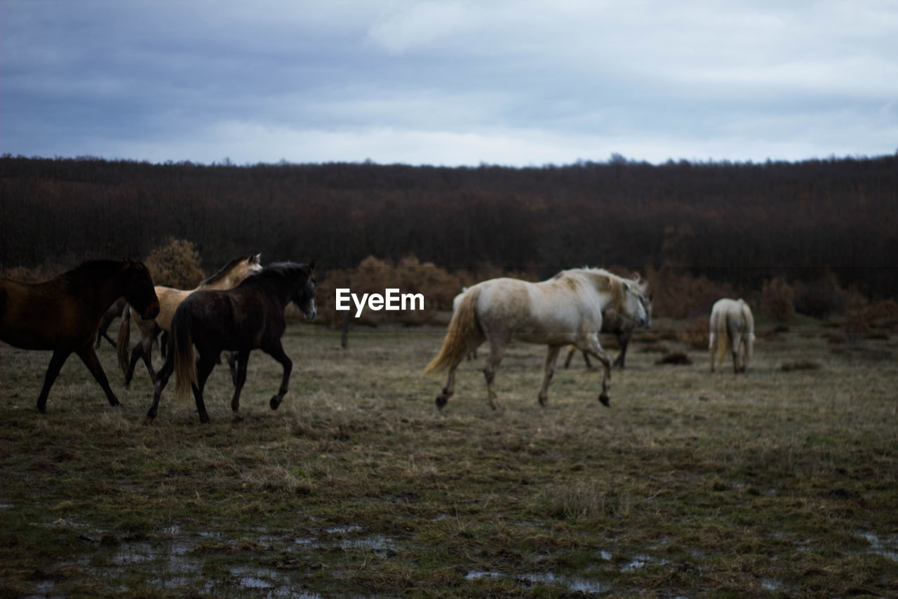 Group of wild horses galloping through the bush