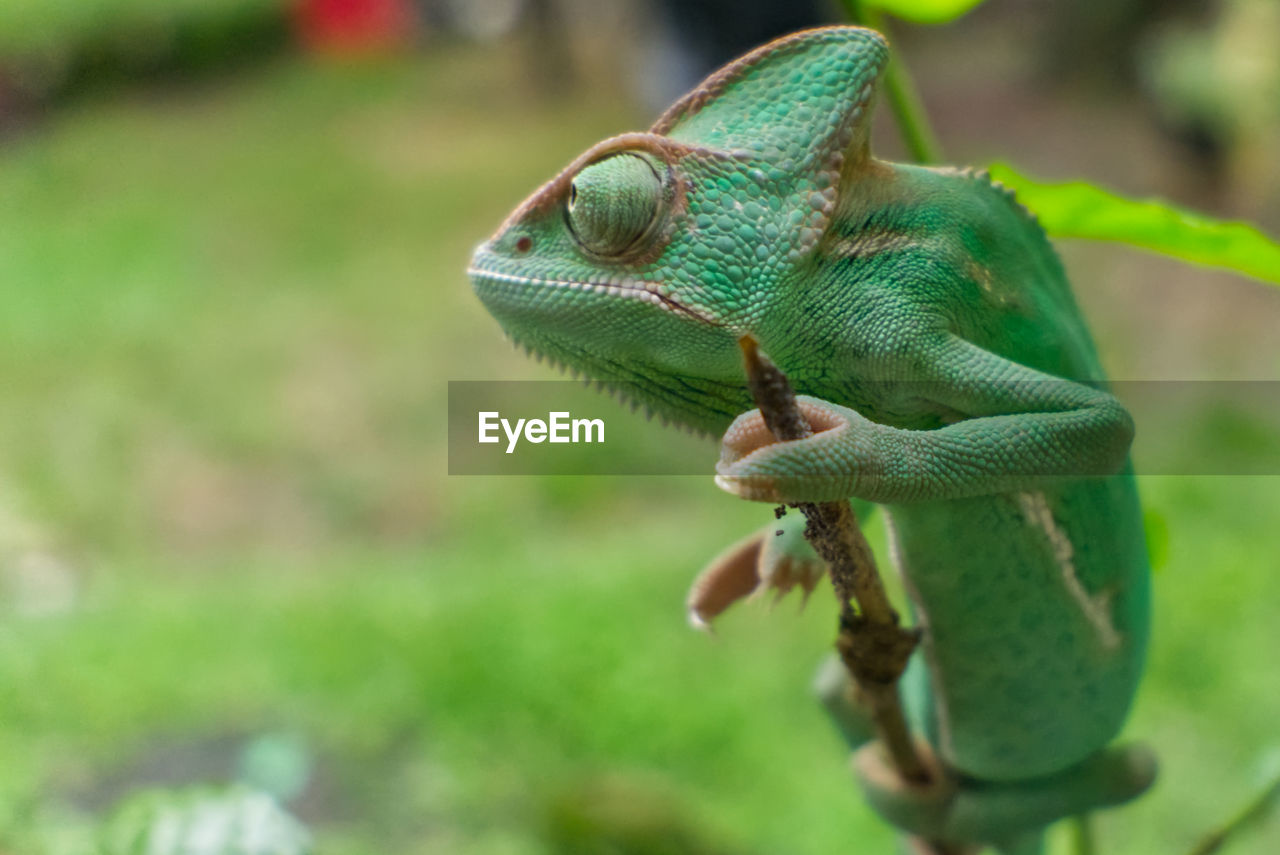 Green veiled chameleon 