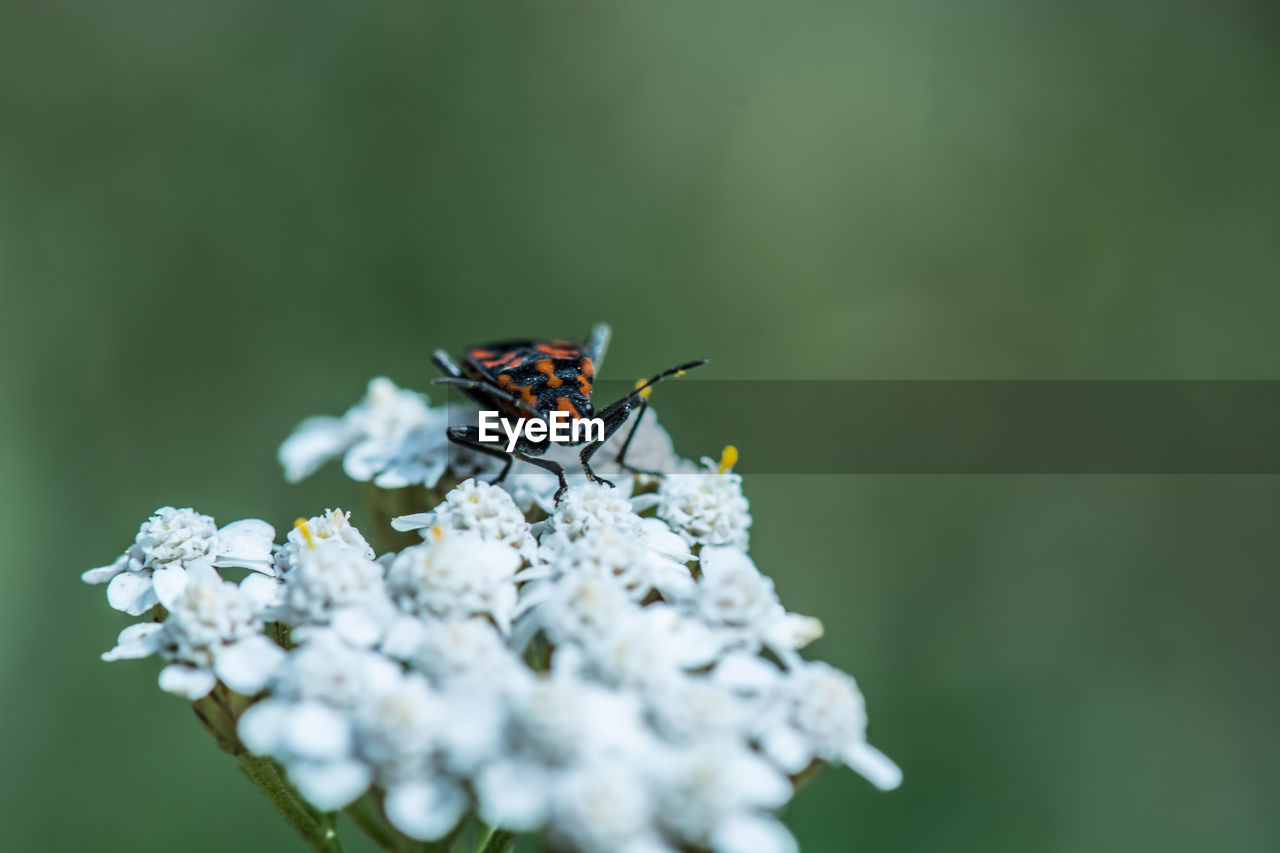 INSECT ON FLOWER