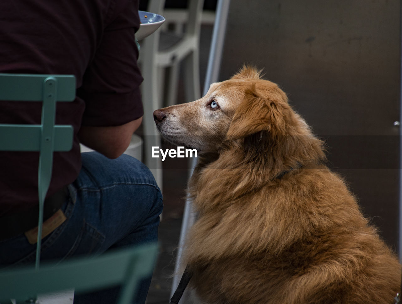 Pet dog waits for a bit if food from the owner's plate at an outdoor cafe.