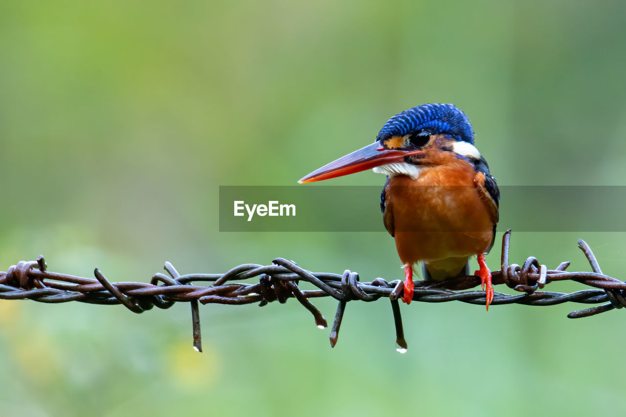 CLOSE-UP OF BIRDS PERCHING ON METAL