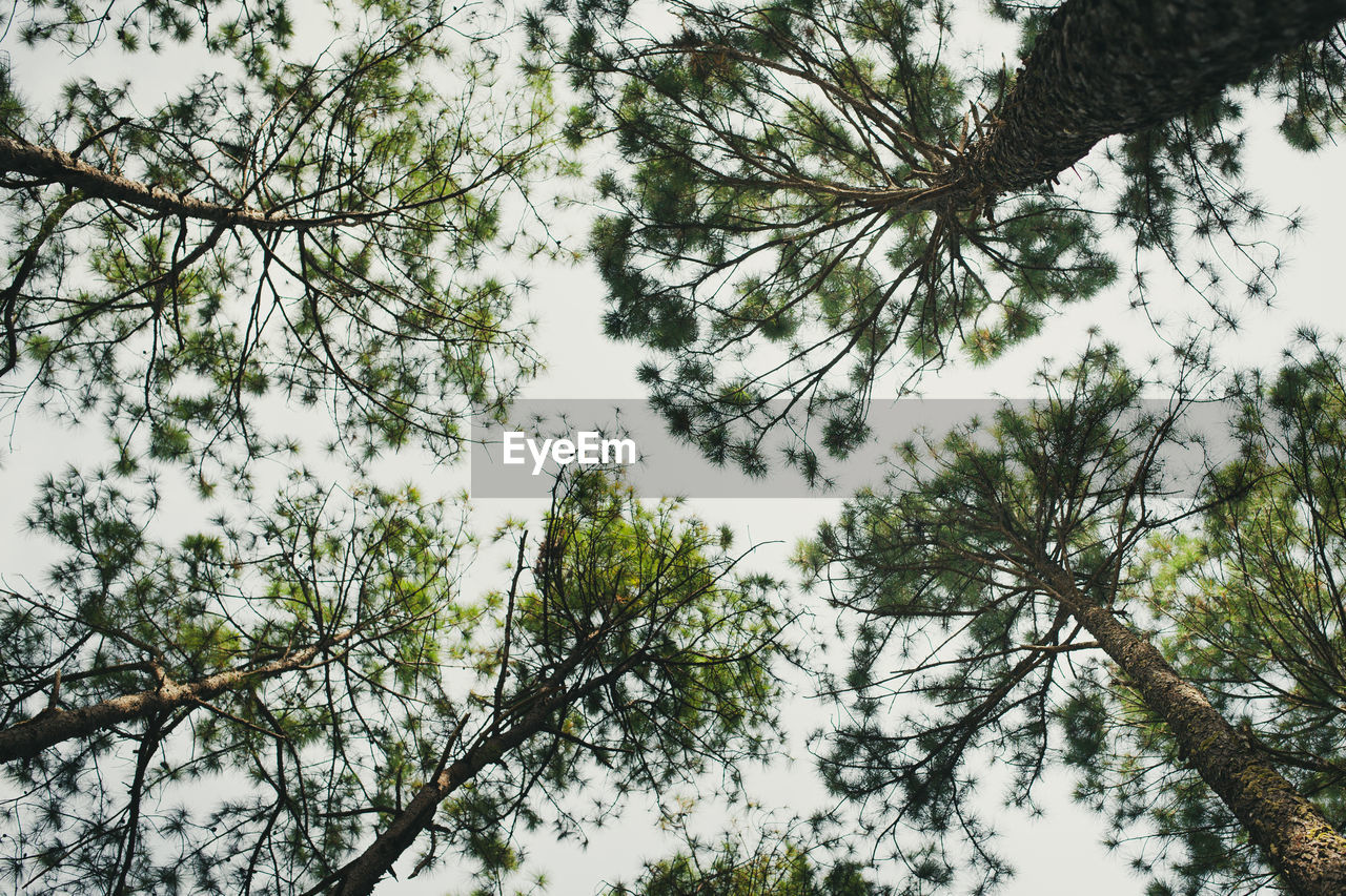 LOW ANGLE VIEW OF TREE BRANCHES AGAINST SKY