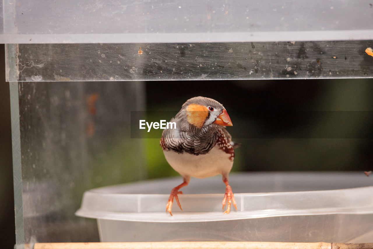 Zebra finch taeniopygia guttata perches on a bird bath filled with water.