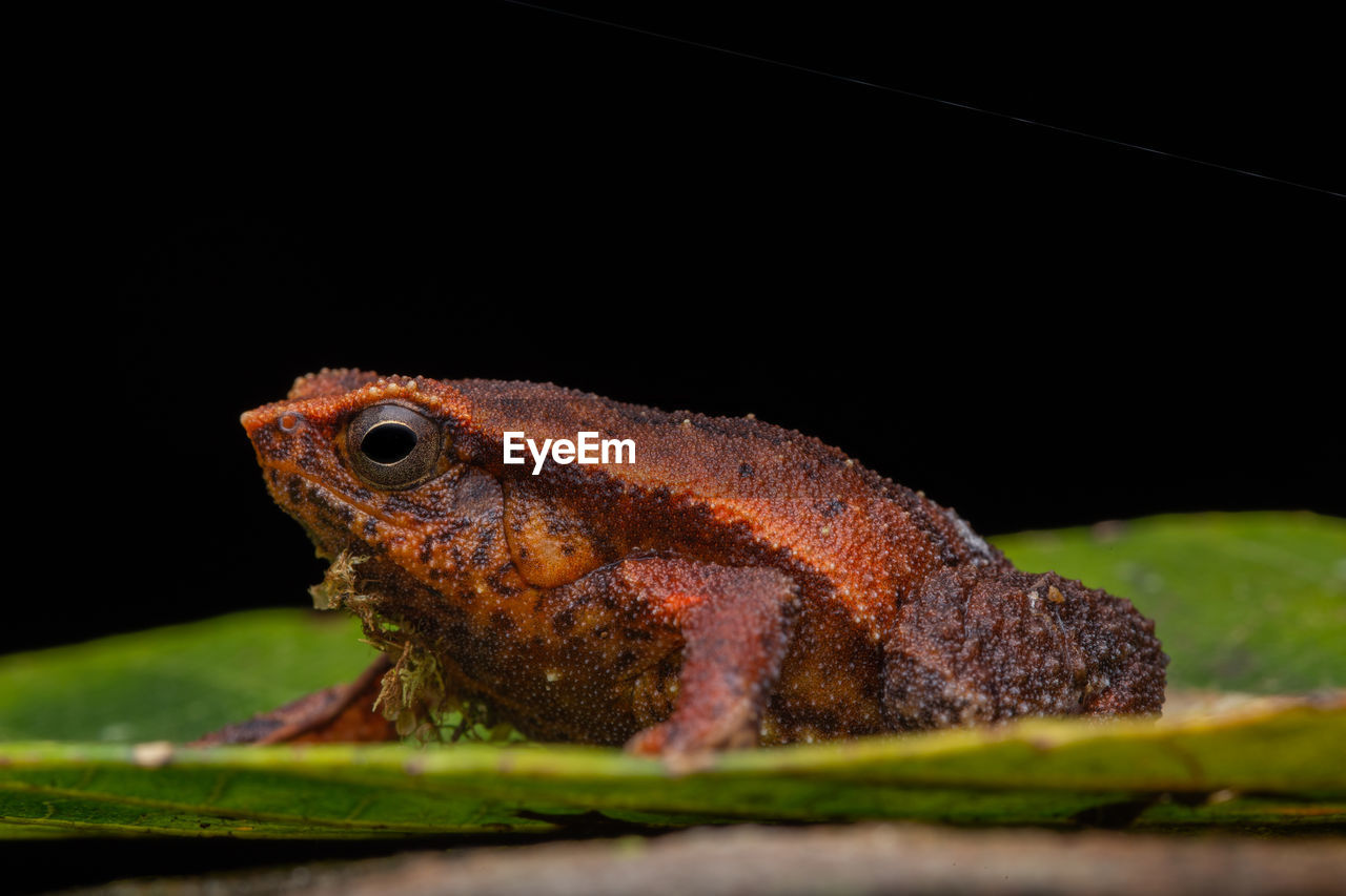 CLOSE-UP OF LIZARD ON BLACK BACKGROUND