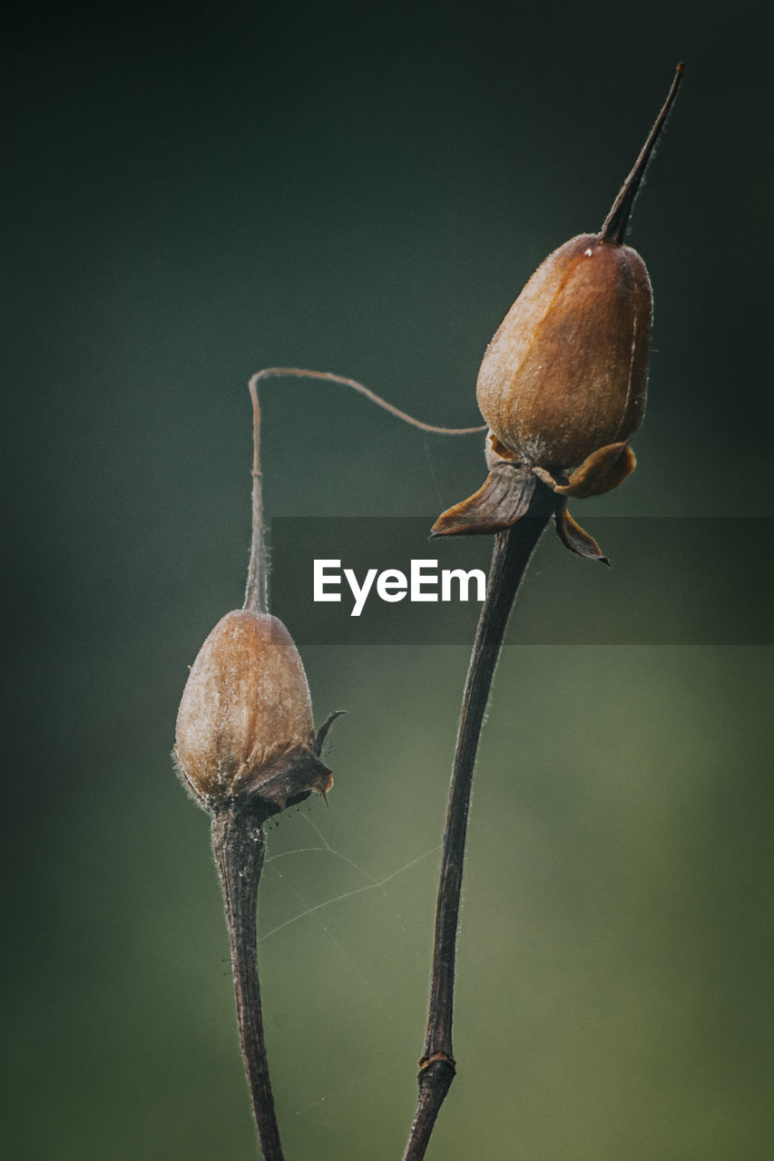 CLOSE-UP OF DEAD INSECT ON PLANT