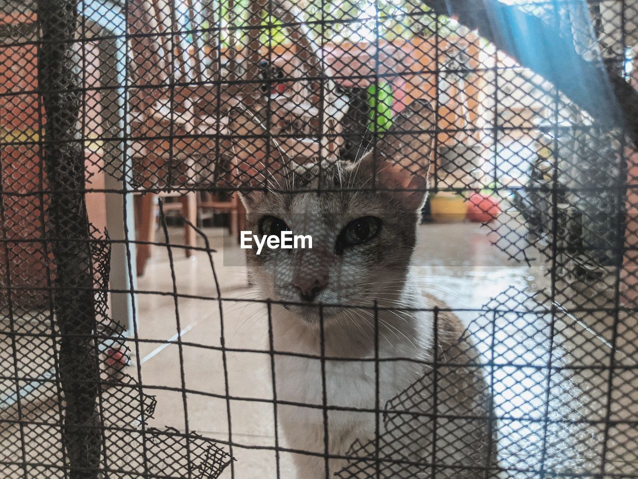 PORTRAIT OF CAT IN CAGE