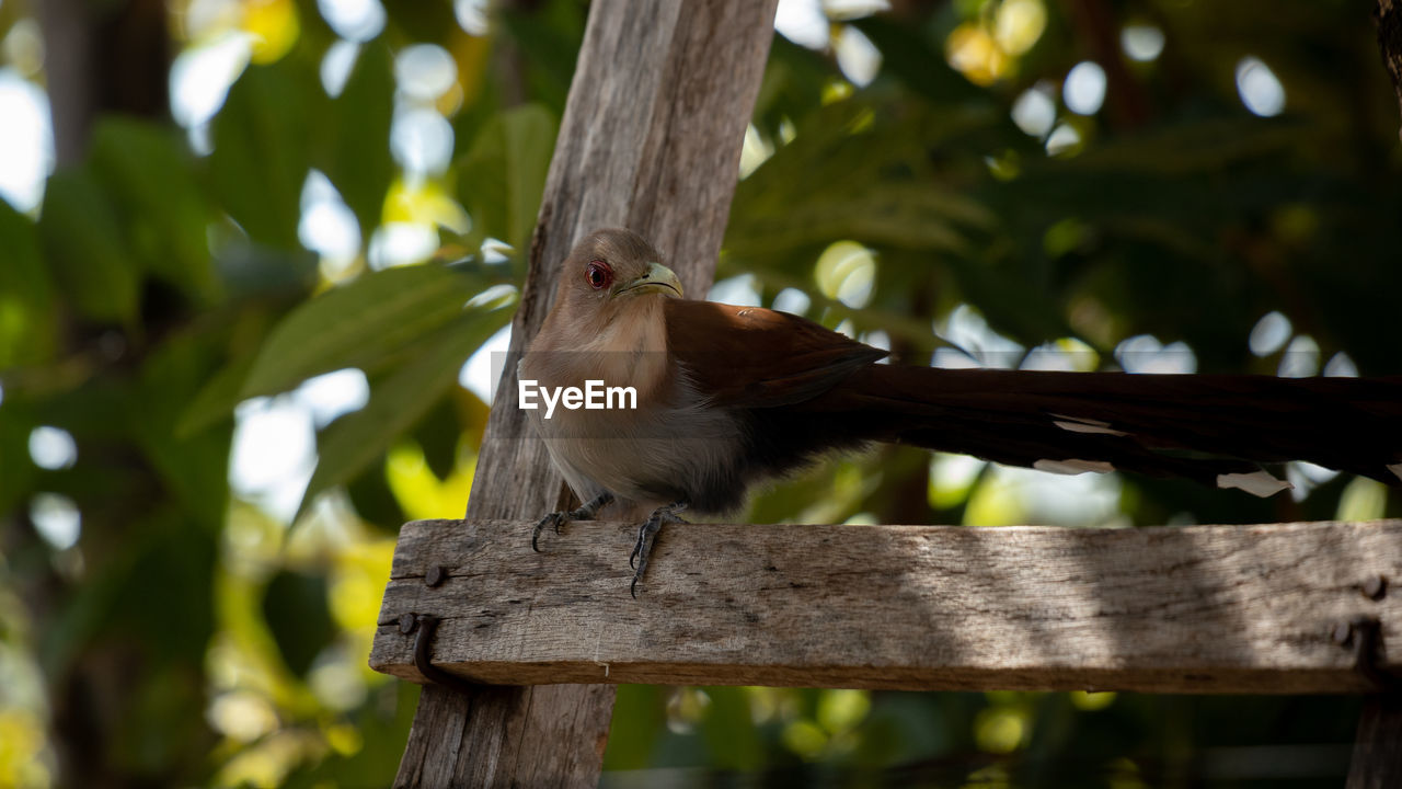 CLOSE-UP OF BIRD PERCHING ON WOOD