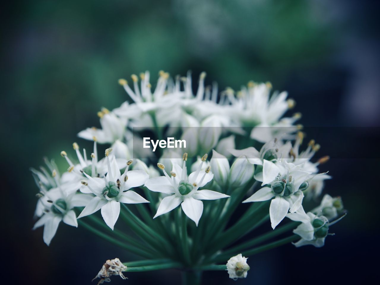 flower, plant, flowering plant, nature, beauty in nature, freshness, macro photography, close-up, blossom, green, white, fragility, flower head, petal, growth, focus on foreground, inflorescence, no people, wildflower, outdoors, springtime, botany, leaf, plant part, selective focus, branch